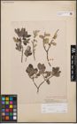Foto von Salix cinerea L.